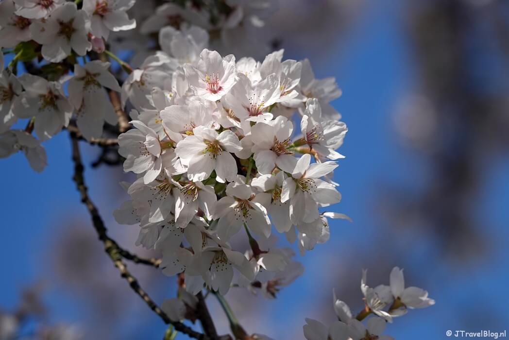 Kersenbloesem in de Fruittuinen tijdens de Geniedijkroute in Hoofddorp