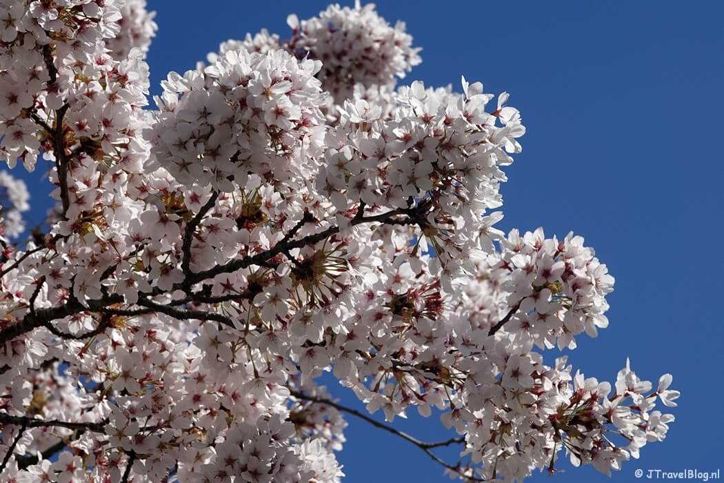 Kersenbloesem in de Fruittuinen tijdens de Geniedijkroute in Hoofddorp