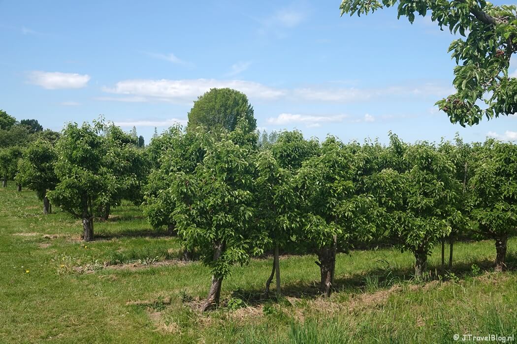 Buiten Herveld tijdens etappe 4 van het Pad van de Vrijheid van Herveld naar Valburg