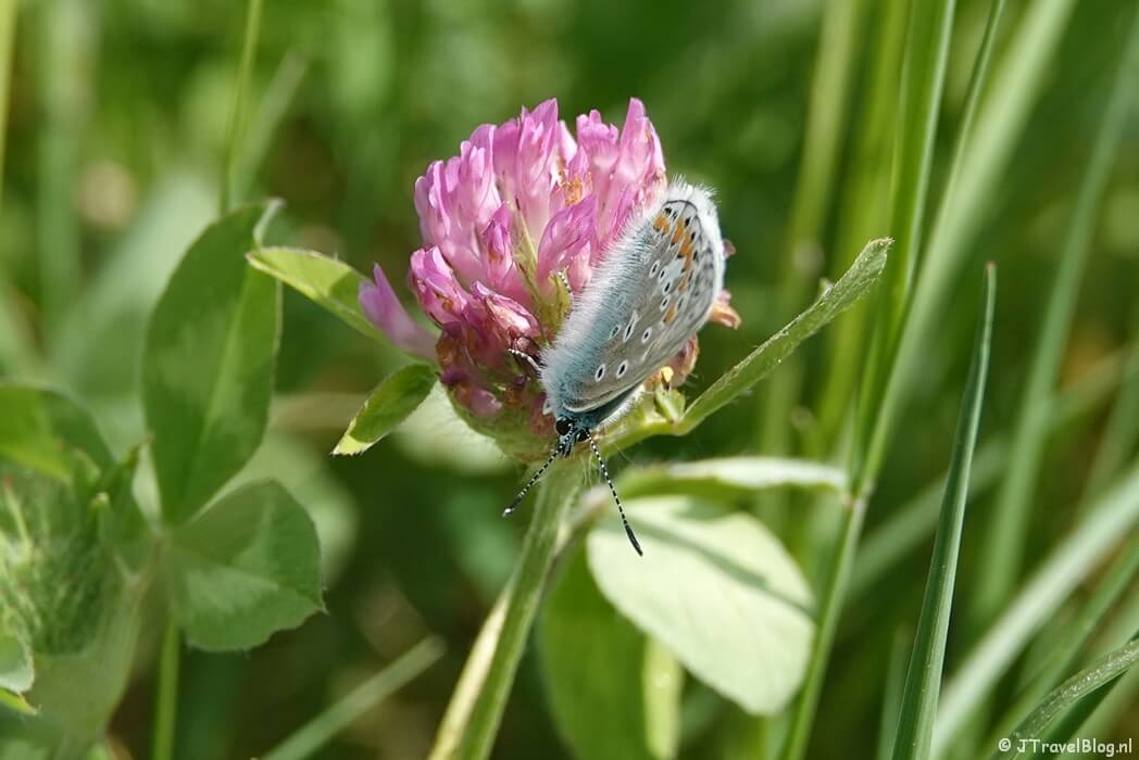 Icarusblauwtje tijdens etappe 4 van het Pad van de Vrijheid van Herveld naar Valburg