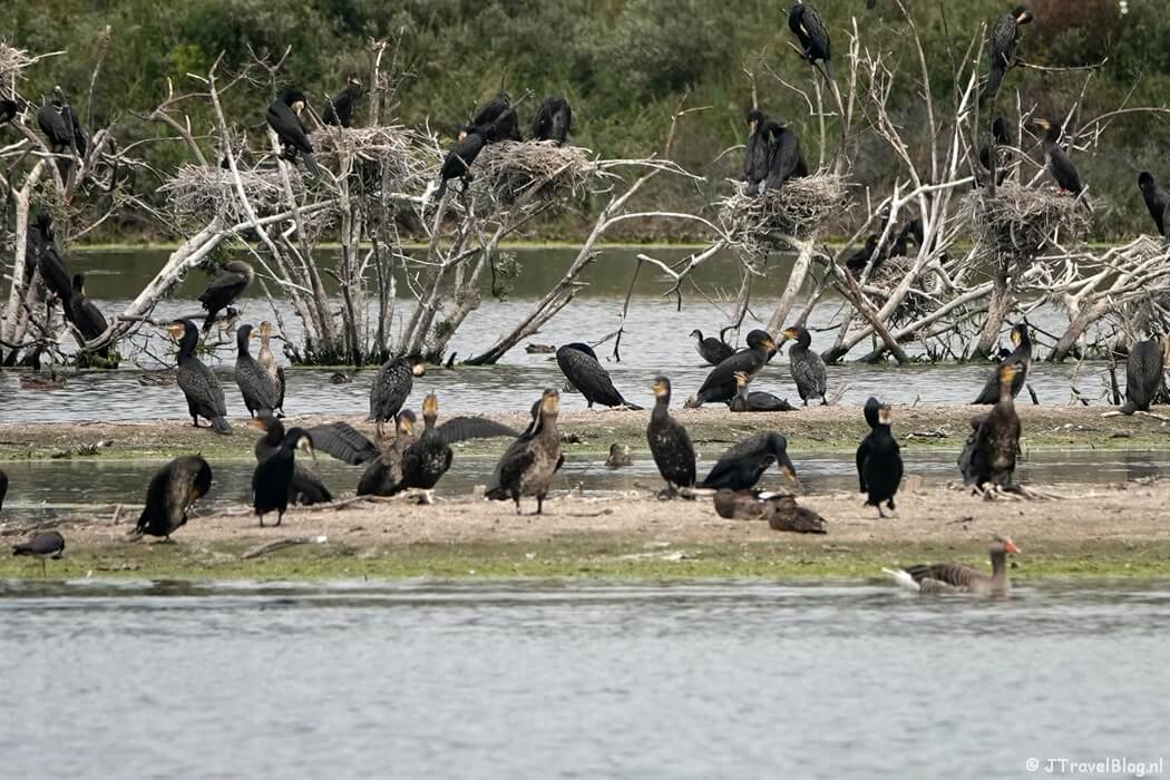 Aalscholvers in het Vogelmeer in Nationaal Park Zuid-Kennemerland tijdens mijn NS-wandeling Kennemerduinen