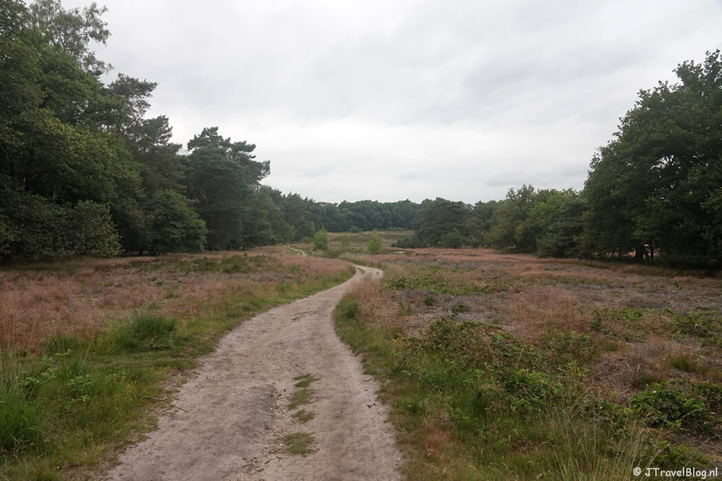 De heide tijdens etappe 7 van het Pad van de Vrijheid rond Oosterbeek
