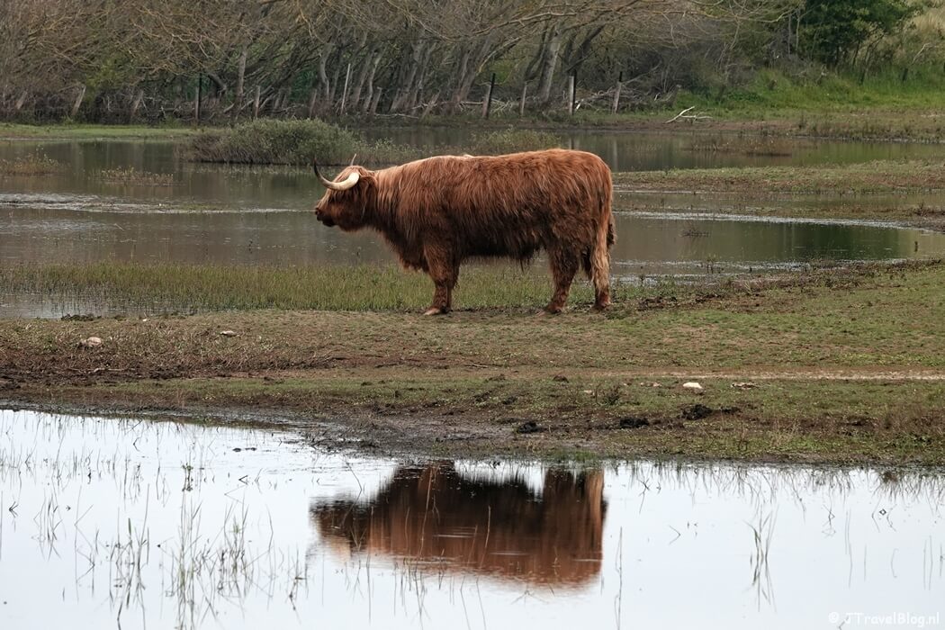 Een Schotse Hooglander in Nationaal Park Zuid-Kennemerland tijdens mijn NS-wandeling Kennemerduinen