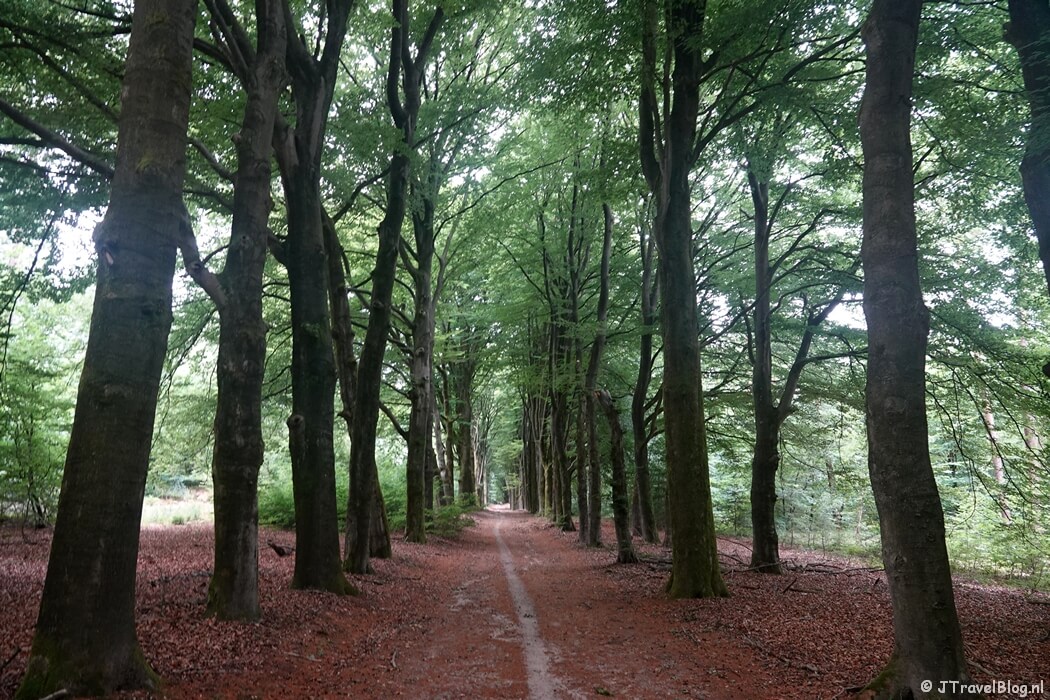 Een bospad op Landgoed Lichtenbeek tijdens etappe 7 van het Pad van de Vrijheid rond Oosterbeek