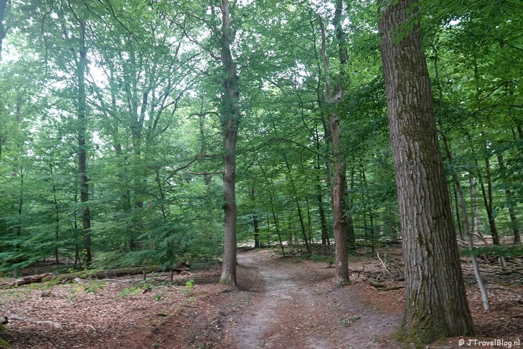 Een bospad op Landgoed Warnsborn tijdens etappe 7 van het Pad van de Vrijheid rond Oosterbeek