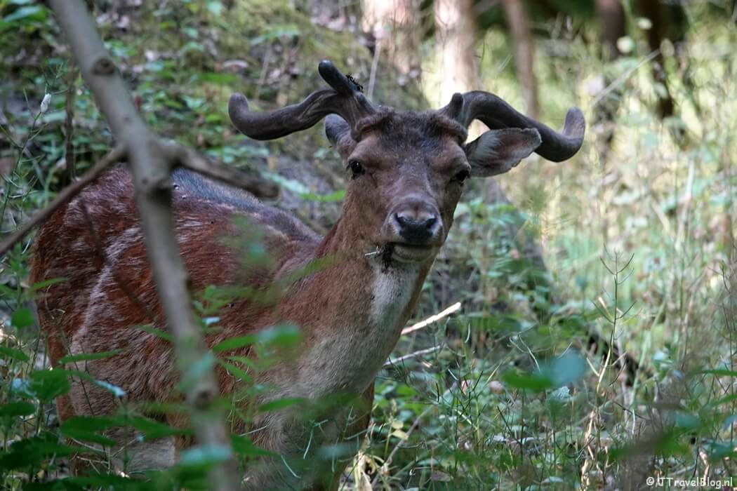 Een damhert in Nationaal Park Zuid-Kennemerland tijdens mijn NS-wandeling Kennemerduinen