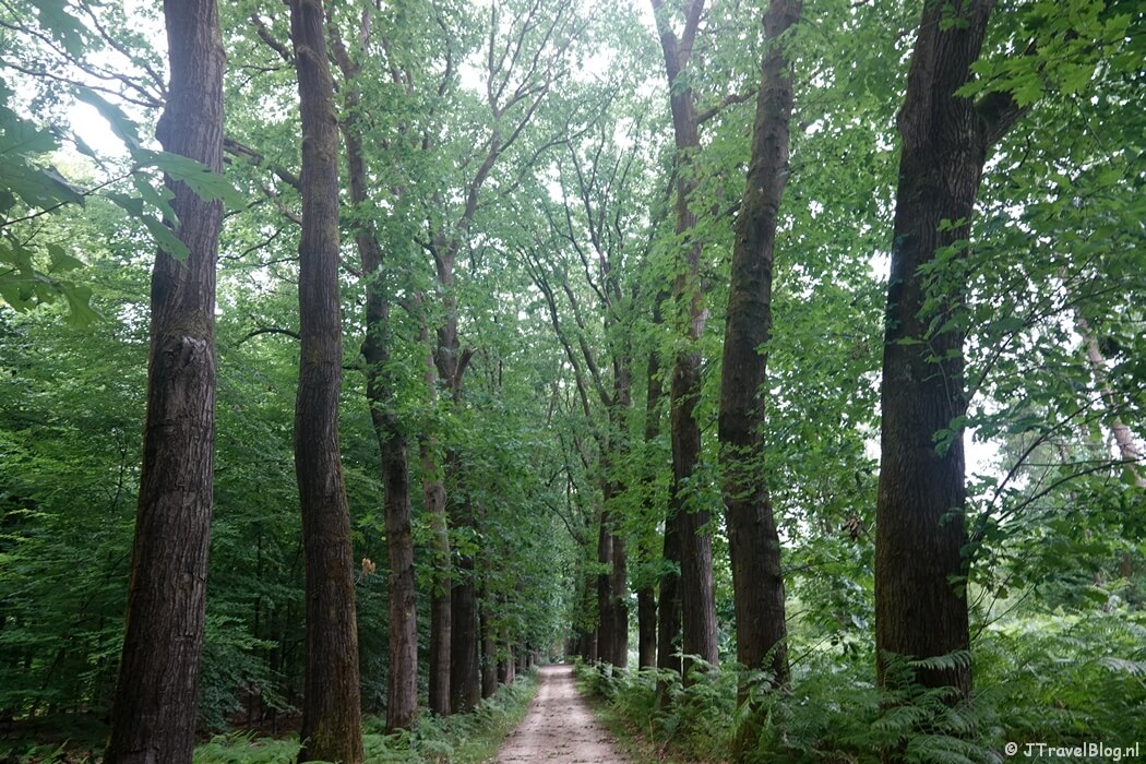 Een wandelpad op Landgoed Lichtenbeek tijdens etappe 7 van het Pad van de Vrijheid rond Oosterbeek