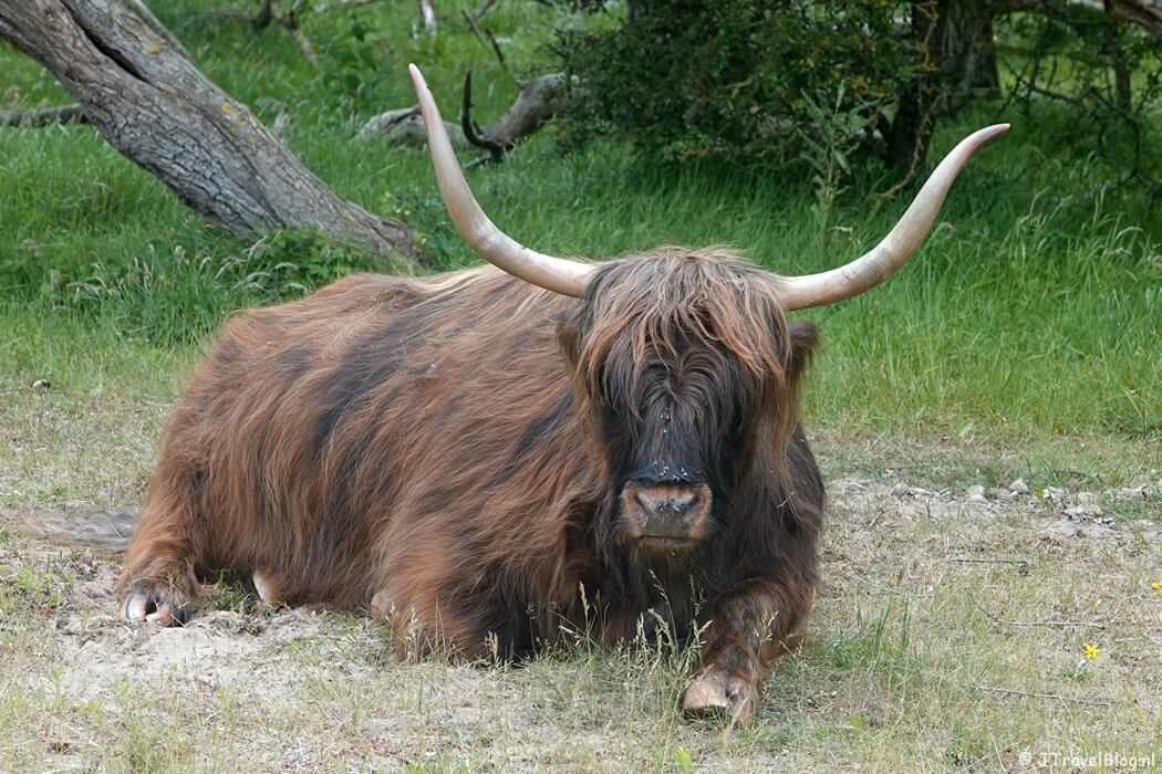 Een Schotse Hooglander in Nationaal Park Zuid-Kennemerland tijdens mijn NS-wandeling Kennemerduinen