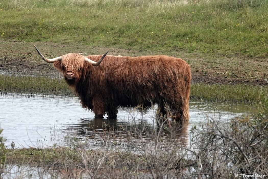 Een Schotse Hooglander in Nationaal Park Zuid-Kennemerland tijdens mijn NS-wandeling Kennemerduinen