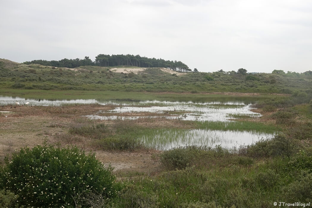 Nationaal Park Zuid-Kennemerland tijdens mijn NS-wandeling Kennemerduinen