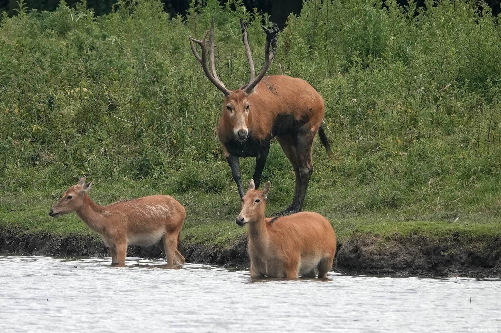 Wild spotten en wandelen in Natuurpark Lelystad