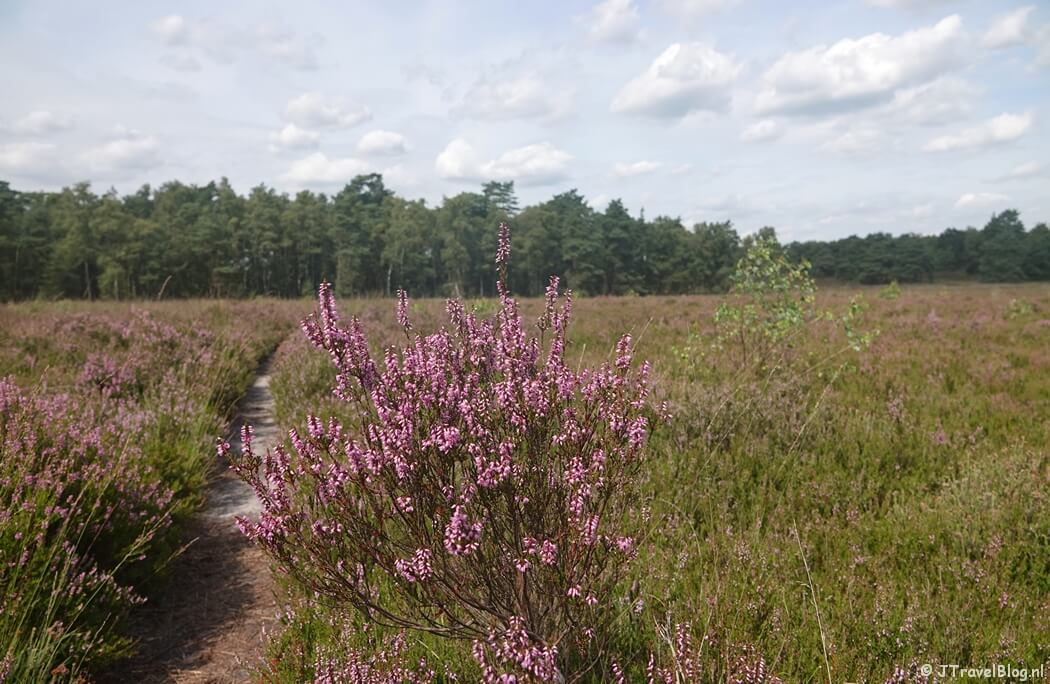 Heide tijdens de wandeling van de Groene Wissel Vierhouten