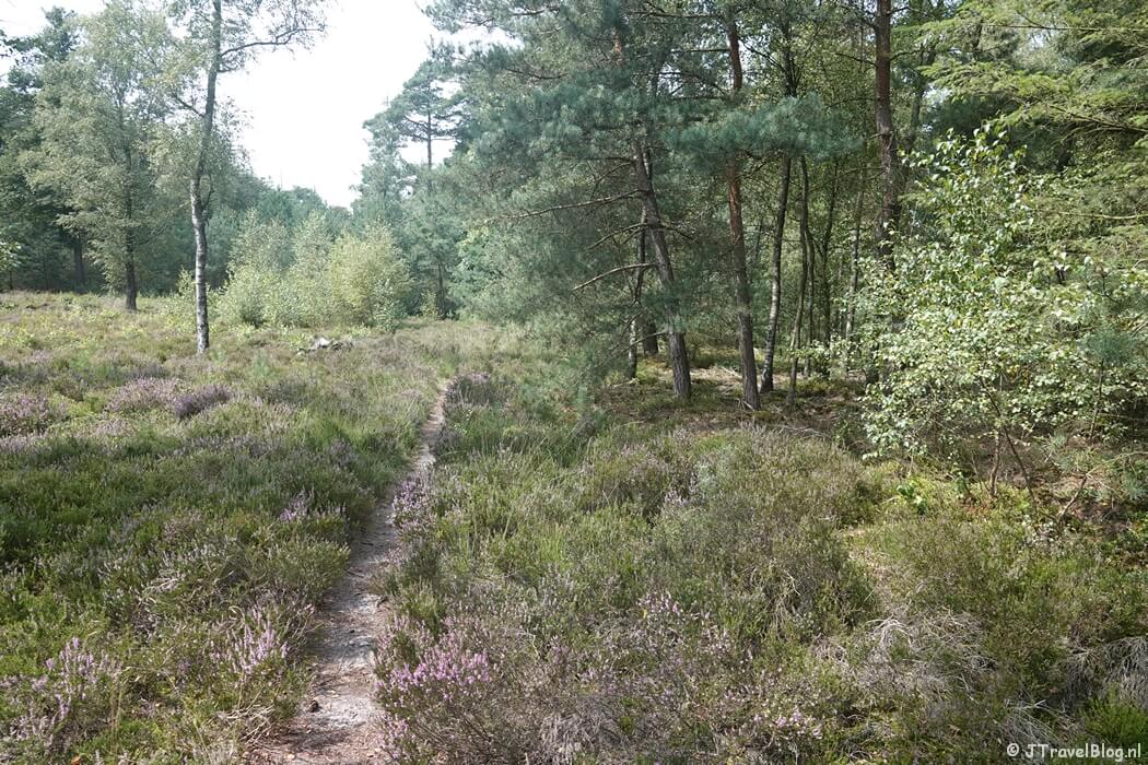 Het bos tijdens de wandeling van de Groene Wissel Vierhouten