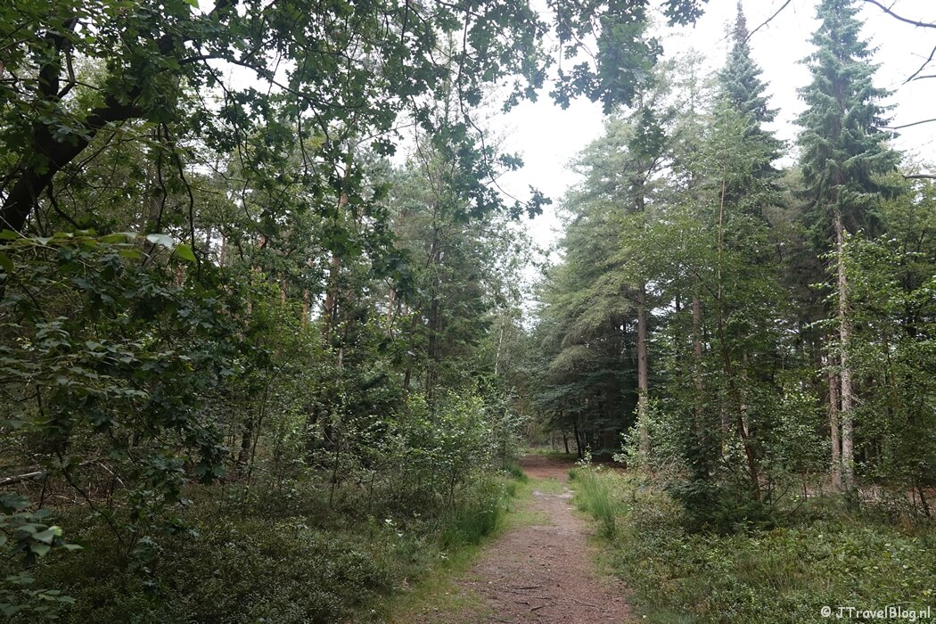 Het bos tijdens de wandeling van de Groene Wissel Vierhouten