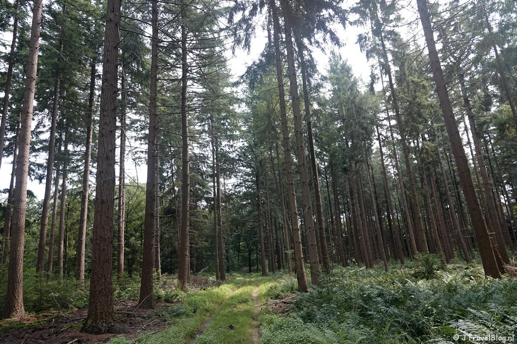 Het bos tijdens de wandeling van de Groene Wissel Vierhouten
