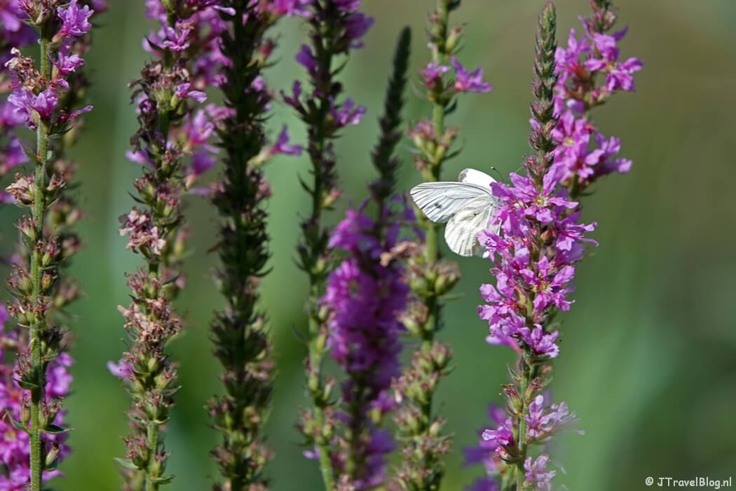 Een vlinder tijdens etappe 10 van het Pad van de Vrijheid van Lunteren naar Veenendaal De Klomp
