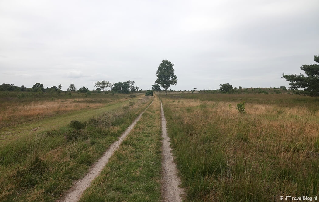 De Elspeetse Heide tijdens de wandeling van de Groene Wissel Vierhouten
