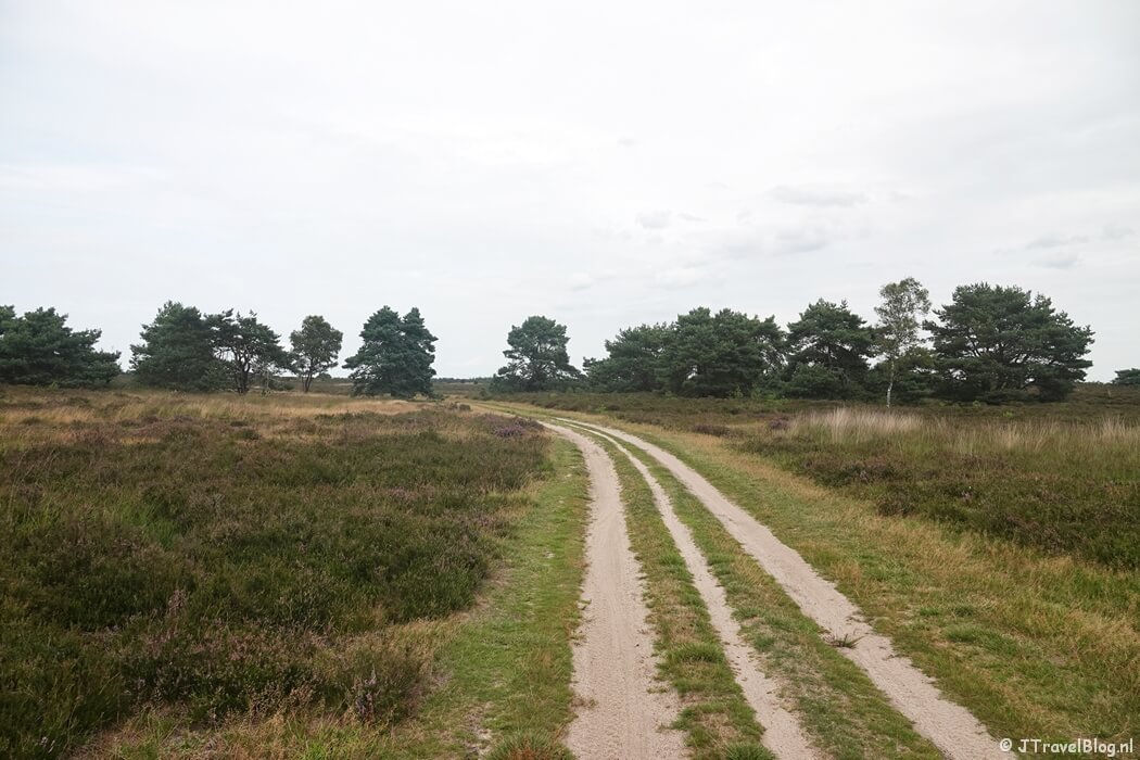 De Elspeetse Heide tijdens de wandeling van de Groene Wissel Vierhouten