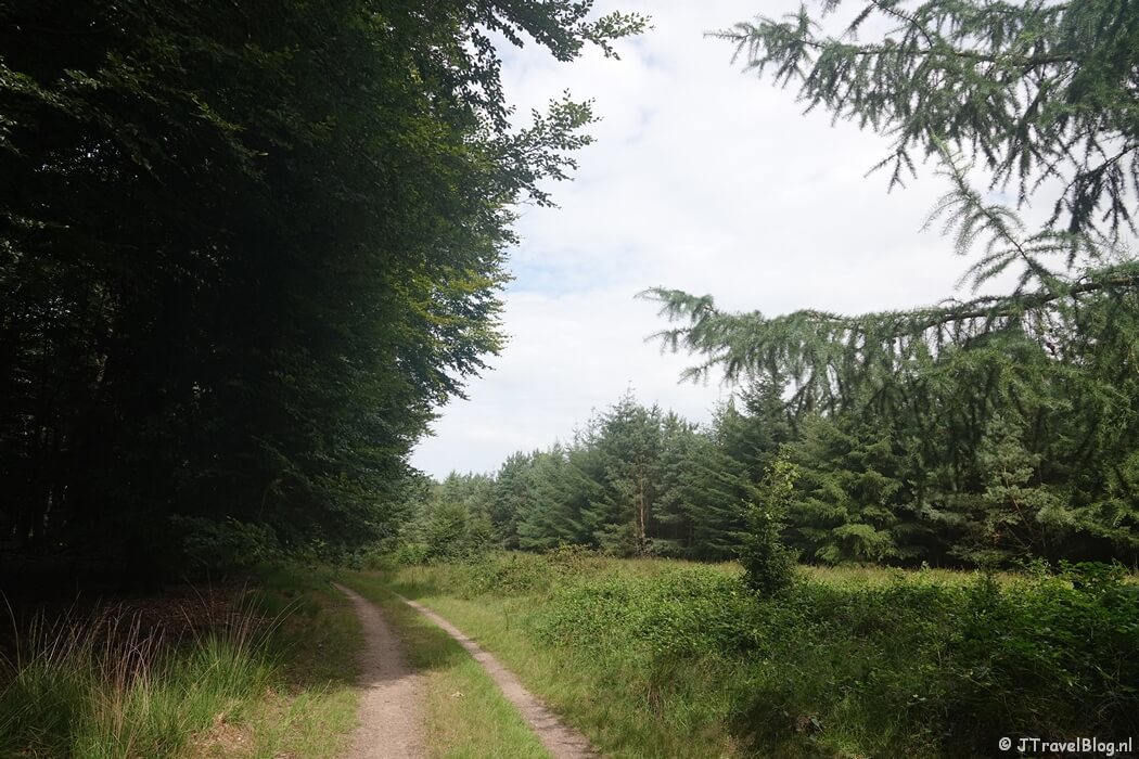 Het Vierhouterbos tijdens de wandeling van de Groene Wissel Vierhouten