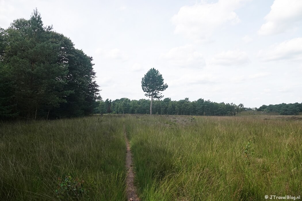De Noorderheide tijdens de wandeling van de Groene Wissel Vierhouten
