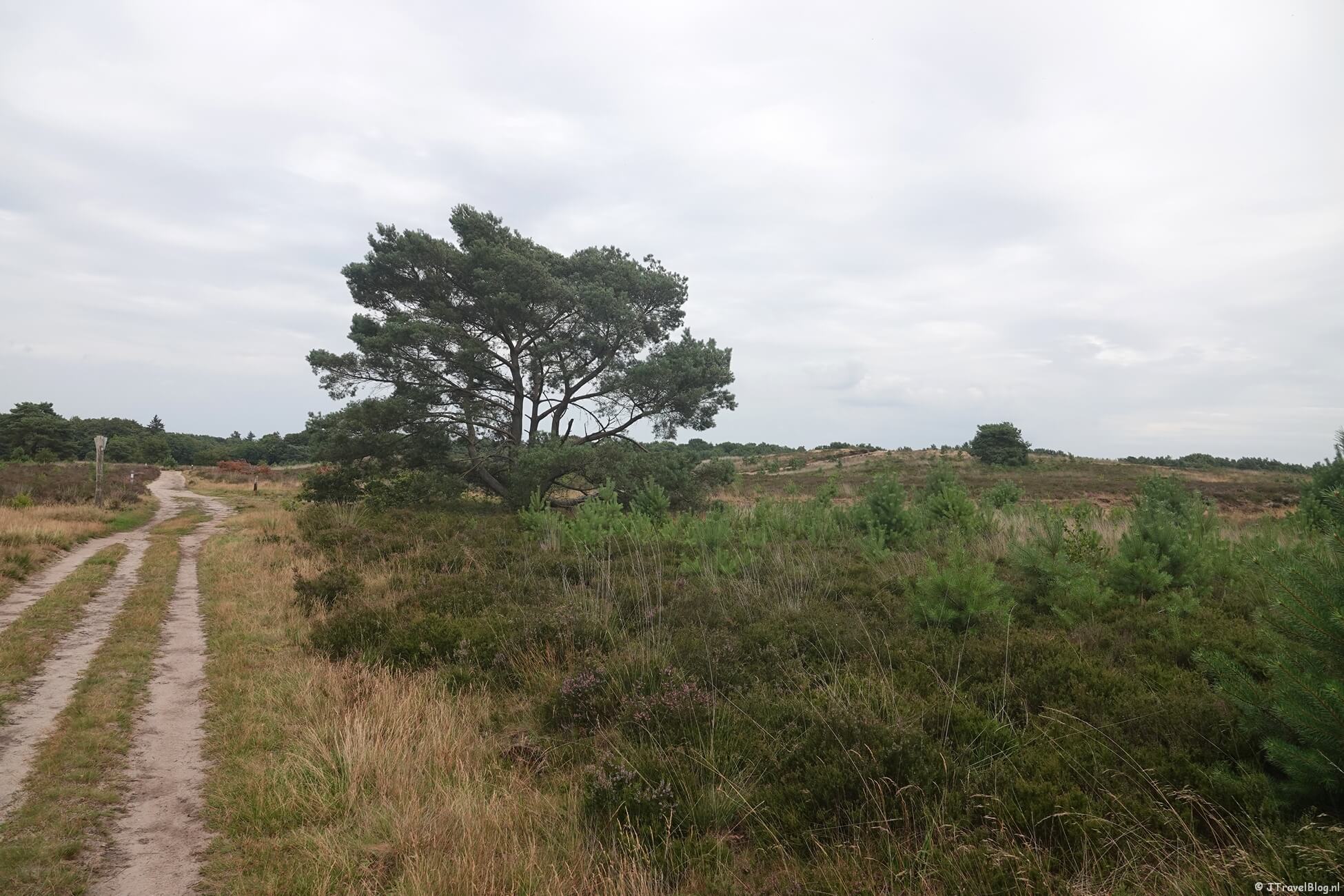 Groene Wissel Vierhouten : Vierhouterbos en Elspeetse Heide