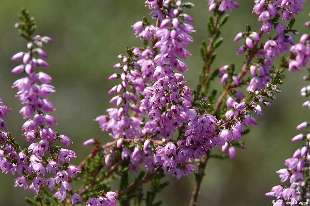 De heide tijdens de wandeling van de Groene Wissel Vierhouten