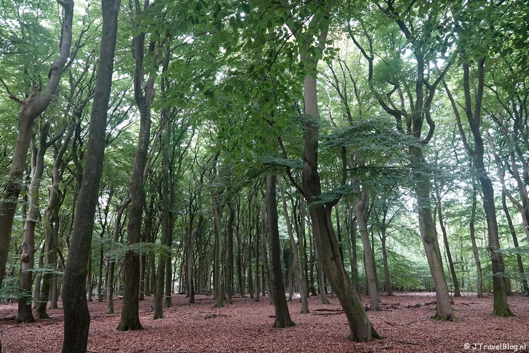 Het Vierhouterbos tijdens de wandeling van de Groene Wissel Vierhouten