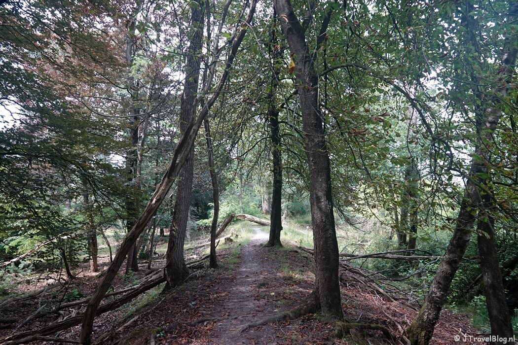 Het bos tijdens de wandeling van de Groene Wissel Vierhouten