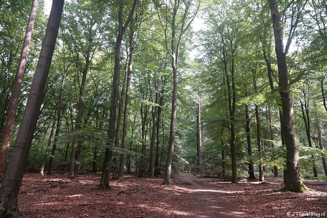 Het bos tijdens de wandeling van de Groene Wissel Vierhouten