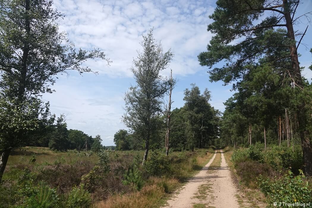 Het Vierhouterbos tijdens de wandeling van de Groene Wissel Vierhouten