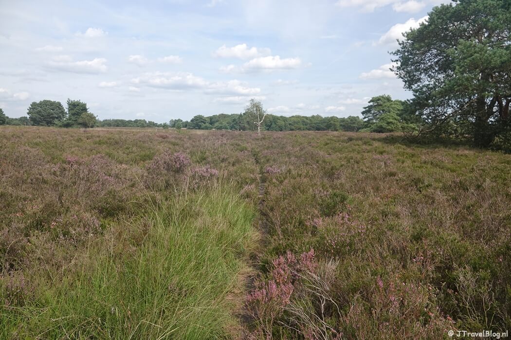 Op de heide tijdens de wandeling van de Groene Wissel Vierhouten