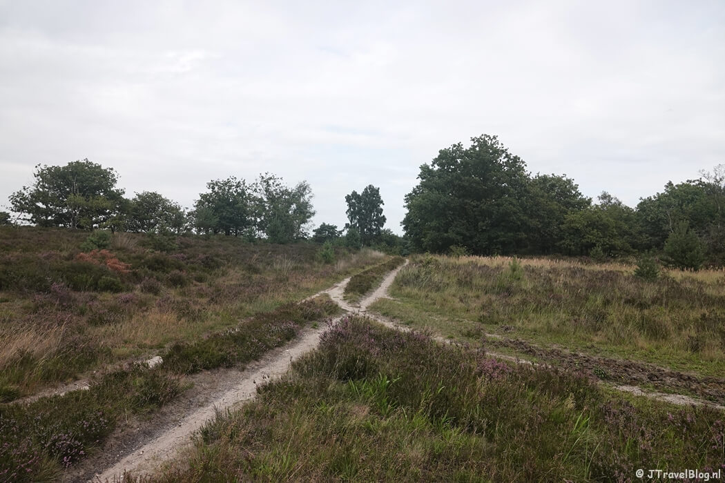 De Elspeetse Heide tijdens de wandeling van de Groene Wissel Vierhouten
