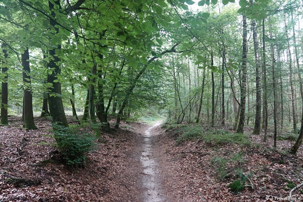Het Vierhouterbos tijdens de wandeling van de Groene Wissel Vierhouten
