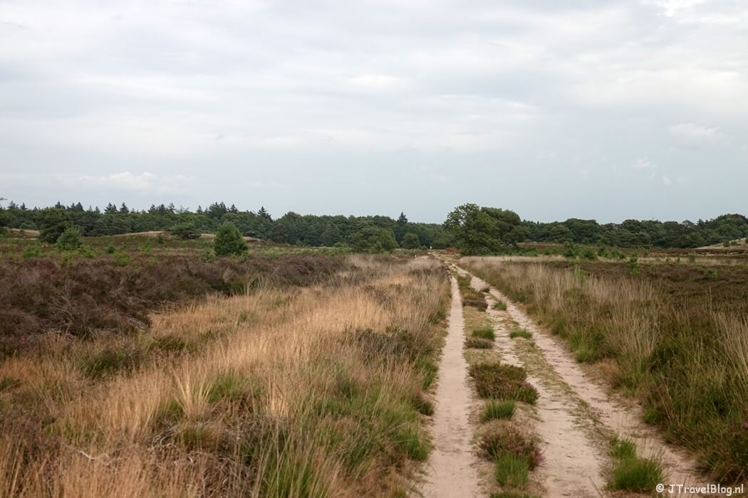 De Elspeetse Heide tijdens de wandeling van de Groene Wissel Vierhouten