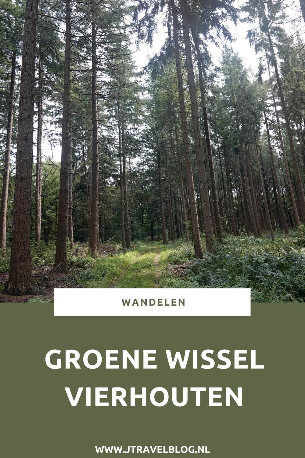 Ik liep de Groene Wissel Vierhouten vanuit het centrum van Vierhouten, door het Vierhouterbos naar Elspeet en via de Elspeetse Heide terug naar Vierhouten. Een mooie Groene Wissel over de Veluwe door een oud bos en over uitgestrekte heidevelden. #groenewissel #vierhouten #wandelen #jtravelblog #jtravel