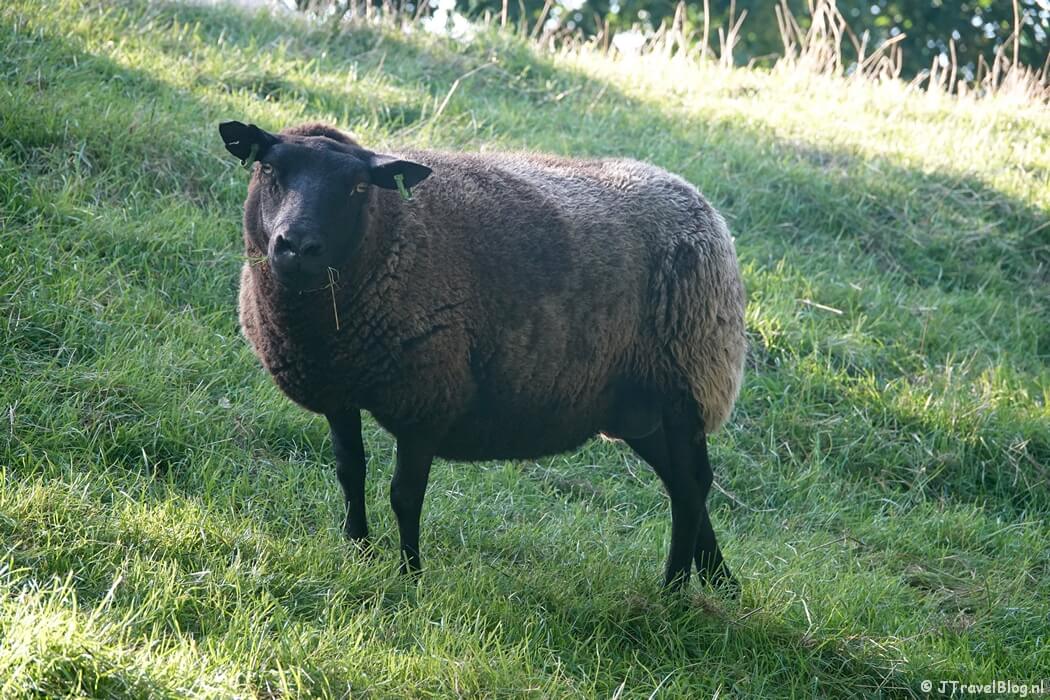Een schaap op de Geniedijk tijdens de Plesmanroute in Hoofddorp