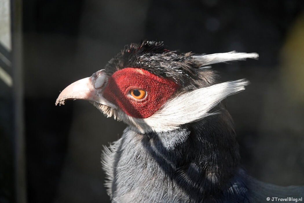 Een vogel in Veenendaal tijdens etappe 11 van het Pad van de Vrijheid van Veenendaal De Klomp naar Veenendaal Prattenburg