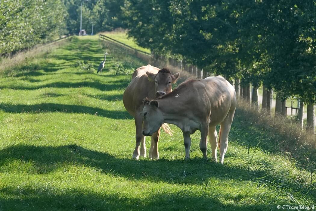 Koeien op de Geniedijk tijdens de Plesmanroute in Hoofddorp