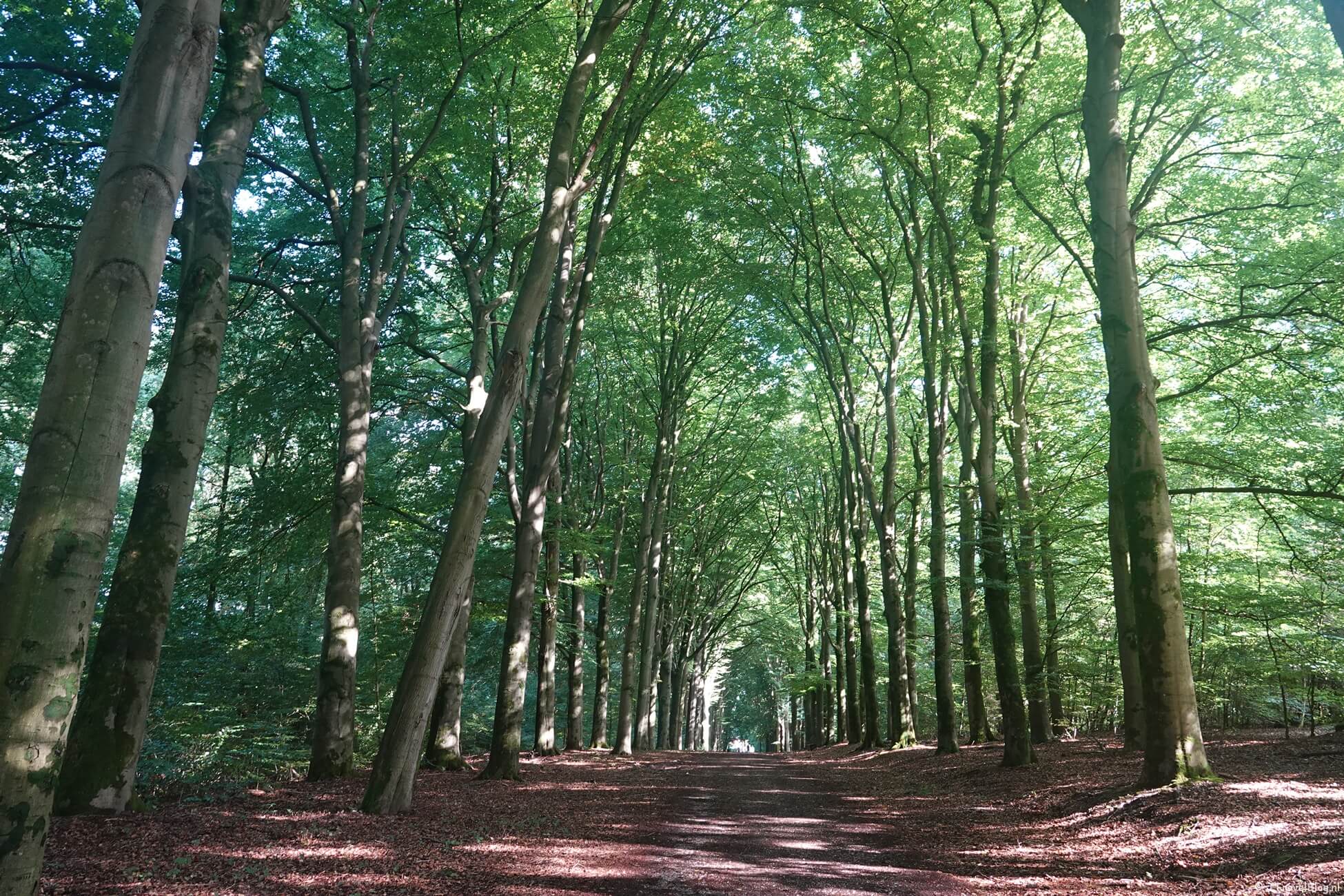 Pad van de Vrijheid etappe 11 : Veenendaal De Klomp – Veenendaal Prattenburg