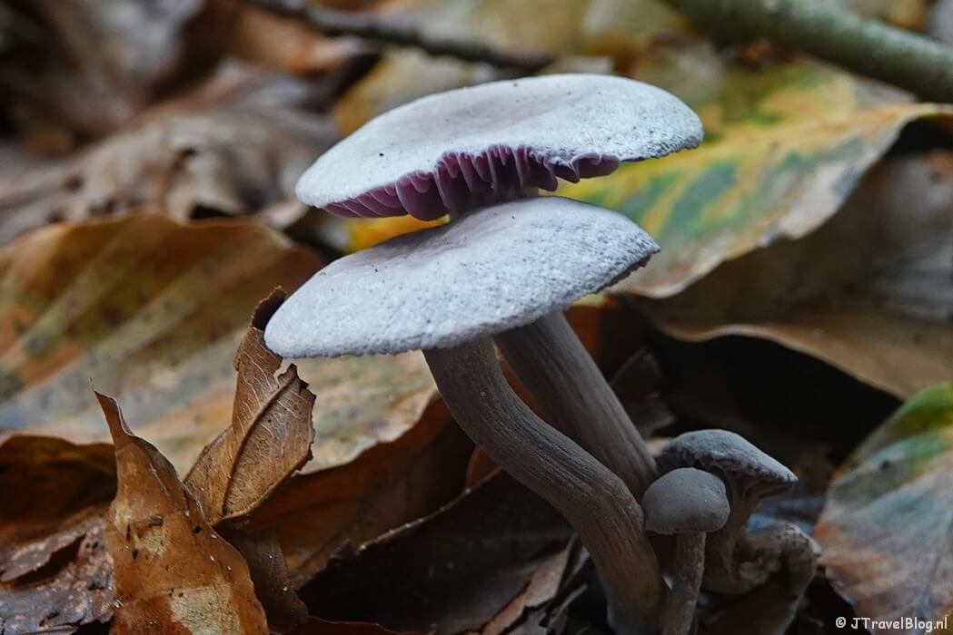 Paddenstoelen tijdens de rode wandelroute vanaf ingang Panneland in de Amsterdamse Waterleidingduinen