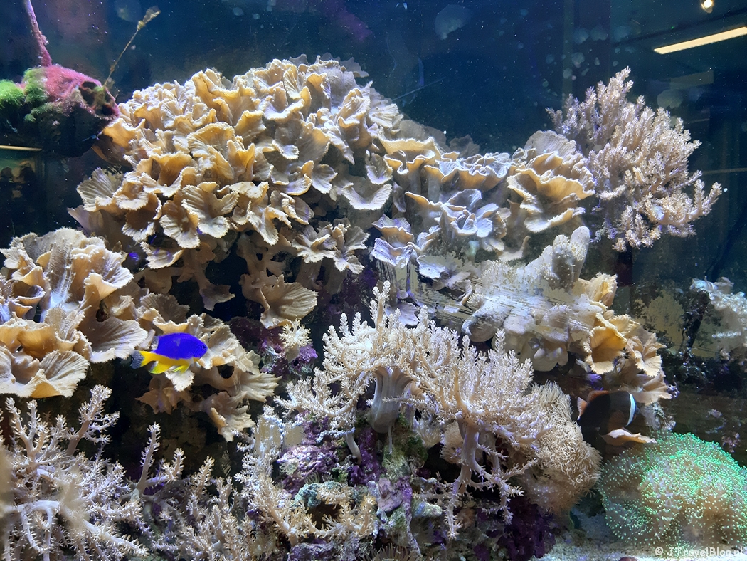 Het aquarium in Muzee Scheveningen in Den Haag