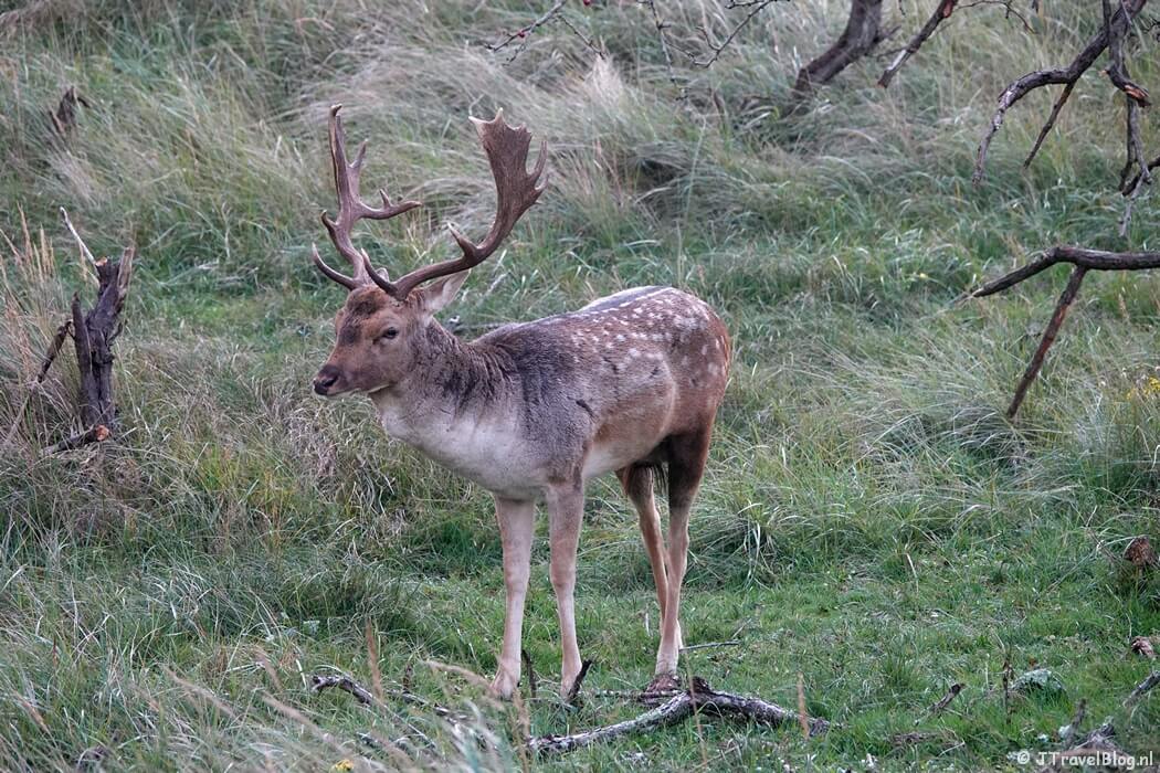 Een damhert tijdens de rode wandelroute vanaf ingang Panneland in de Amsterdamse Waterleidingduinen
