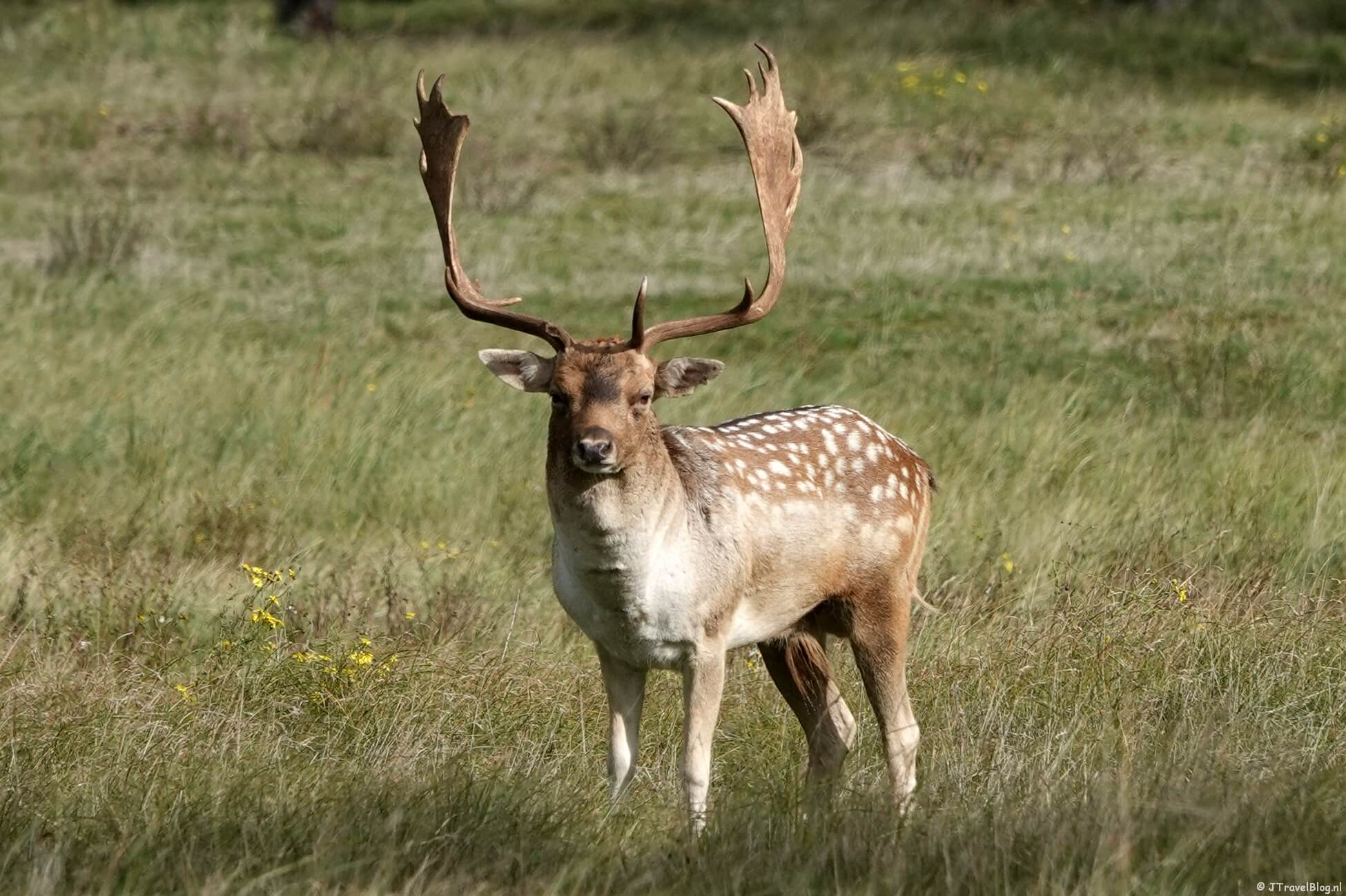 De rode wandelroute vanaf ingang Panneland in de Amsterdamse Waterleidingduinen