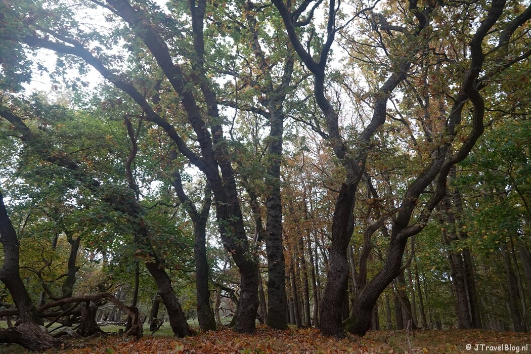 Een boom tijdens de rode wandelroute vanaf ingang Panneland in de Amsterdamse Waterleidingduinen