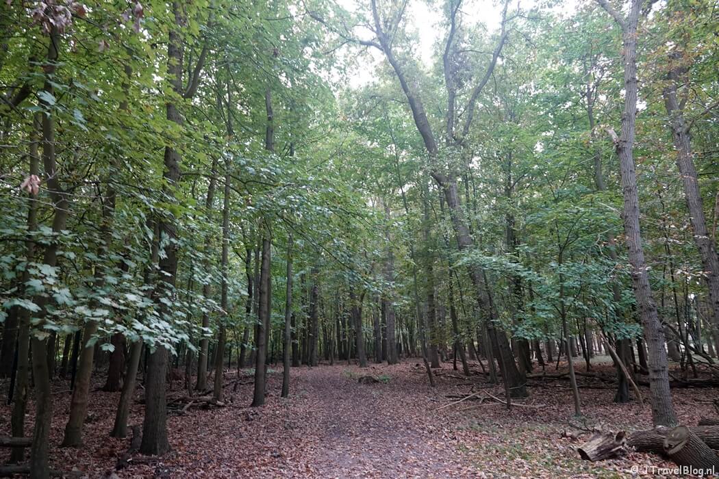 Een bospad tijdens de rode wandelroute vanaf ingang Panneland in de Amsterdamse Waterleidingduinen