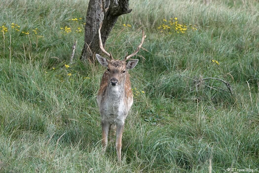 Een damhert tijdens de rode wandelroute vanaf ingang Panneland in de Amsterdamse Waterleidingduinen
