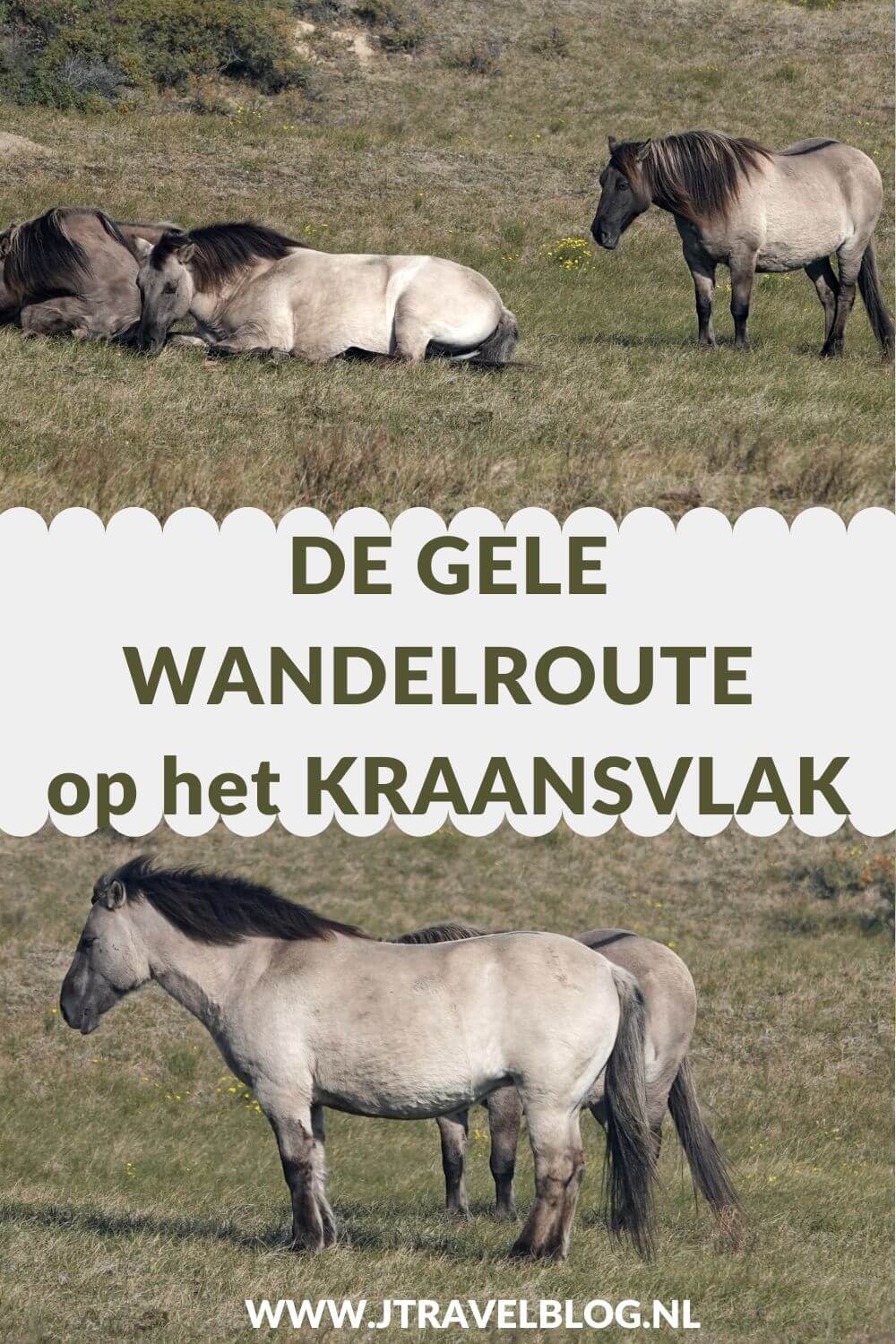 Ik liep de gele wandelroute vanaf ingang Wurmenveld in Nationaal park Zuid-Kennemerland, op zoek naar wisenten, Deze wandeling maak ik aan de hand van de gele routepaaltjes op het Kraansvlak. Mijn route en de achtergronden lees je in deze blog. #nationaalparkzuidkennemerland #ingangwurmenveld #wandelen #jtravelblog #jtravel