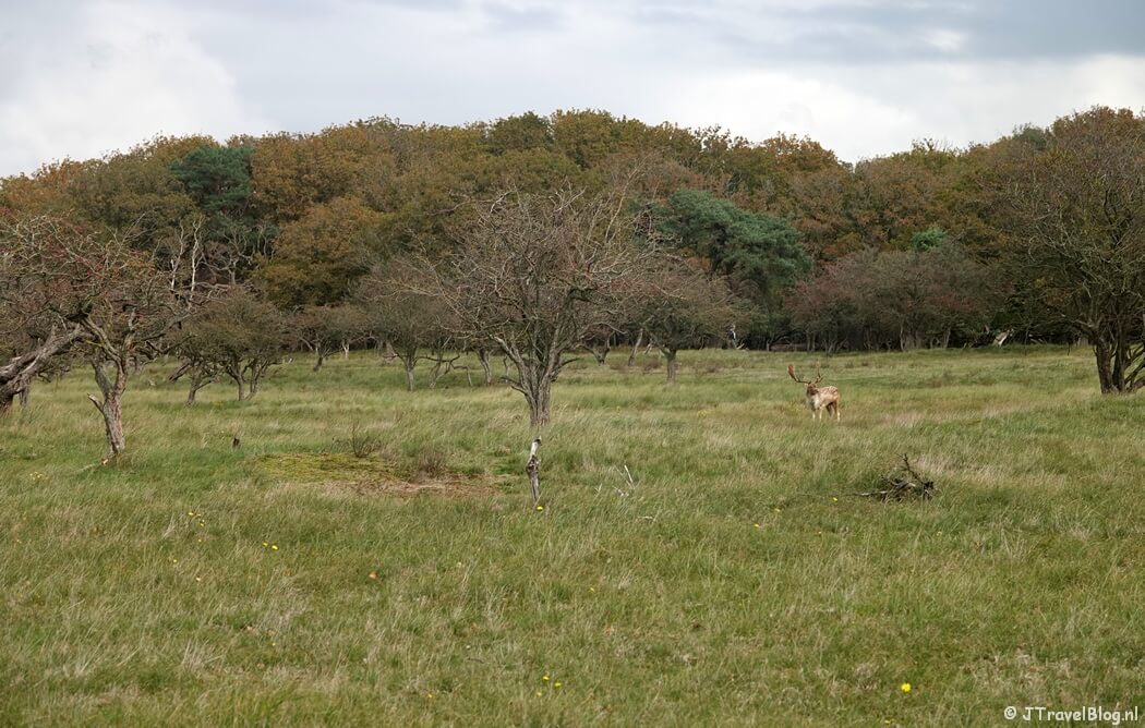 Het Zegveld tijdens de rode wandelroute vanaf ingang Panneland in de Amsterdamse Waterleidingduinen