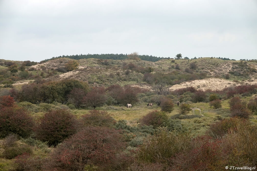 Kraansvlak tijdens de gele route vanaf ingang Wurmenveld Nationaal Park Zuid-Kennemerland