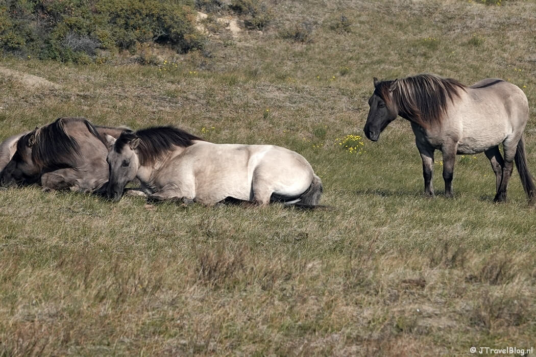 Konikpaarden tijdens de gele route vanaf ingang Wurmenveld Nationaal Park Zuid-Kennemerland